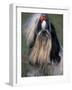 Shih Tzu Portrait with Hair Tied Up, Showing Length of Facial Hair-Adriano Bacchella-Framed Photographic Print