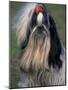 Shih Tzu Portrait with Hair Tied Up, Showing Length of Facial Hair-Adriano Bacchella-Mounted Photographic Print