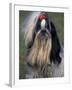 Shih Tzu Portrait with Hair Tied Up, Showing Length of Facial Hair-Adriano Bacchella-Framed Photographic Print