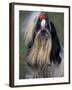 Shih Tzu Portrait with Hair Tied Up, Showing Length of Facial Hair-Adriano Bacchella-Framed Photographic Print