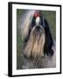 Shih Tzu Portrait with Hair Tied Up, Showing Length of Facial Hair-Adriano Bacchella-Framed Photographic Print