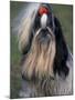 Shih Tzu Portrait with Hair Tied Up, Showing Length of Facial Hair-Adriano Bacchella-Mounted Photographic Print