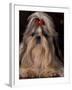 Shih Tzu Portrait with Hair Tied Up, Showing Length of Facial Hair-Adriano Bacchella-Framed Photographic Print