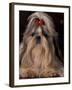 Shih Tzu Portrait with Hair Tied Up, Showing Length of Facial Hair-Adriano Bacchella-Framed Photographic Print