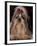 Shih Tzu Portrait with Hair Tied Up, Showing Length of Facial Hair-Adriano Bacchella-Framed Photographic Print