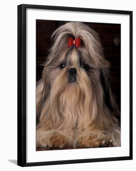 Shih Tzu Portrait with Hair Tied Up, Showing Length of Facial Hair-Adriano Bacchella-Framed Photographic Print