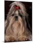 Shih Tzu Portrait with Hair Tied Up, Showing Length of Facial Hair-Adriano Bacchella-Mounted Photographic Print