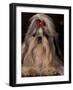 Shih Tzu Portrait with Hair Tied Up, Showing Length of Facial Hair-Adriano Bacchella-Framed Photographic Print