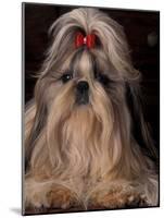 Shih Tzu Portrait with Hair Tied Up, Showing Length of Facial Hair-Adriano Bacchella-Mounted Photographic Print