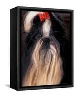 Shih Tzu Portrait with Hair Tied Up-Adriano Bacchella-Framed Stretched Canvas