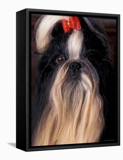 Shih Tzu Portrait with Hair Tied Up-Adriano Bacchella-Framed Stretched Canvas