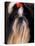 Shih Tzu Portrait with Hair Tied Up-Adriano Bacchella-Stretched Canvas