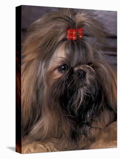 Shih Tzu Portrait with Hair Tied Up-Adriano Bacchella-Stretched Canvas