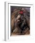 Shih Tzu Portrait with Hair Tied Up-Adriano Bacchella-Framed Premium Photographic Print