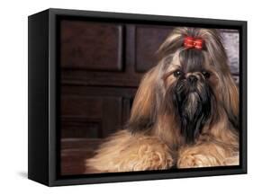 Shih Tzu Portrait with Hair Tied Up-Adriano Bacchella-Framed Stretched Canvas