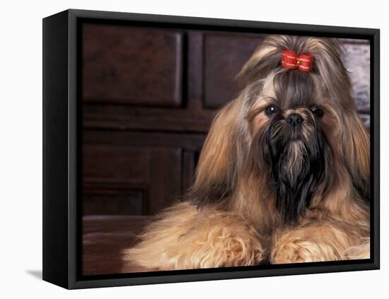 Shih Tzu Portrait with Hair Tied Up-Adriano Bacchella-Framed Stretched Canvas