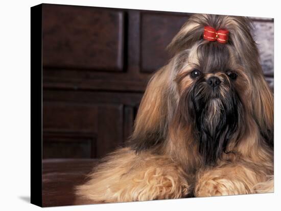 Shih Tzu Portrait with Hair Tied Up-Adriano Bacchella-Stretched Canvas