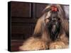 Shih Tzu Portrait with Hair Tied Up-Adriano Bacchella-Stretched Canvas