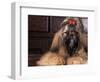 Shih Tzu Portrait with Hair Tied Up-Adriano Bacchella-Framed Premium Photographic Print