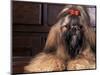 Shih Tzu Portrait with Hair Tied Up-Adriano Bacchella-Mounted Premium Photographic Print