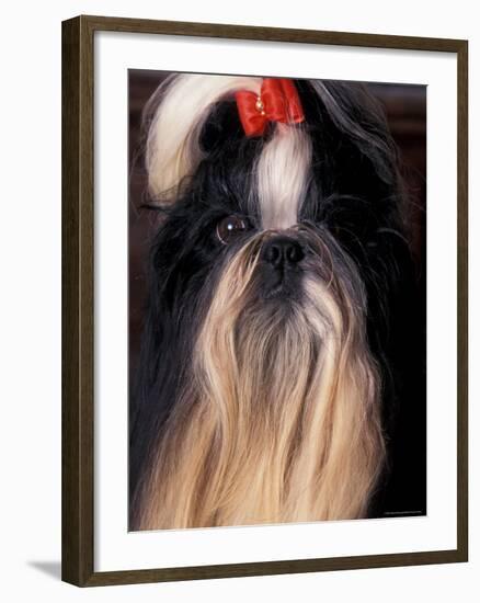 Shih Tzu Portrait with Hair Tied Up-Adriano Bacchella-Framed Photographic Print