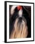 Shih Tzu Portrait with Hair Tied Up-Adriano Bacchella-Framed Photographic Print