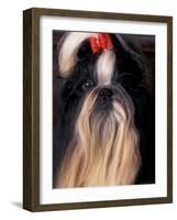 Shih Tzu Portrait with Hair Tied Up-Adriano Bacchella-Framed Photographic Print