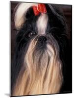 Shih Tzu Portrait with Hair Tied Up-Adriano Bacchella-Mounted Photographic Print