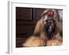 Shih Tzu Portrait with Hair Tied Up-Adriano Bacchella-Framed Photographic Print