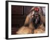 Shih Tzu Portrait with Hair Tied Up-Adriano Bacchella-Framed Photographic Print