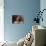 Shih Tzu Portrait with Hair Tied Up-Adriano Bacchella-Photographic Print displayed on a wall