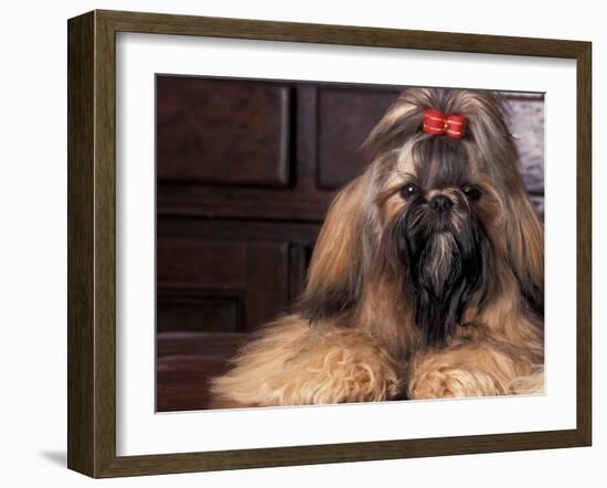 Shih Tzu Portrait with Hair Tied Up-Adriano Bacchella-Framed Photographic Print