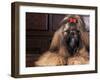 Shih Tzu Portrait with Hair Tied Up-Adriano Bacchella-Framed Photographic Print