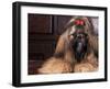 Shih Tzu Portrait with Hair Tied Up-Adriano Bacchella-Framed Photographic Print