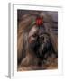 Shih Tzu Portrait with Hair Tied Up-Adriano Bacchella-Framed Photographic Print