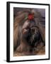 Shih Tzu Portrait with Hair Tied Up-Adriano Bacchella-Framed Photographic Print