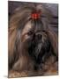 Shih Tzu Portrait with Hair Tied Up-Adriano Bacchella-Mounted Photographic Print