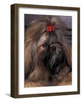 Shih Tzu Portrait with Hair Tied Up-Adriano Bacchella-Framed Photographic Print