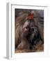 Shih Tzu Portrait with Hair Tied Up-Adriano Bacchella-Framed Photographic Print