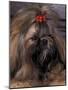 Shih Tzu Portrait with Hair Tied Up-Adriano Bacchella-Mounted Photographic Print