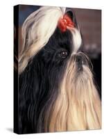 Shih Tzu Profile with Hair Tied Up-Adriano Bacchella-Stretched Canvas