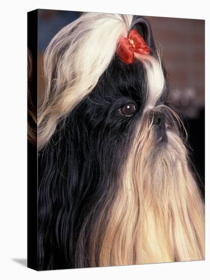 Shih Tzu Profile with Hair Tied Up-Adriano Bacchella-Stretched Canvas