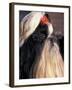 Shih Tzu Profile with Hair Tied Up-Adriano Bacchella-Framed Photographic Print