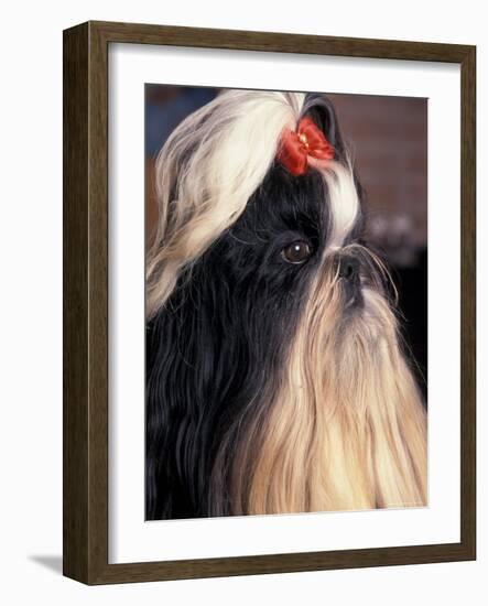 Shih Tzu Profile with Hair Tied Up-Adriano Bacchella-Framed Photographic Print