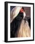 Shih Tzu Profile with Hair Tied Up-Adriano Bacchella-Framed Photographic Print