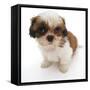 Shih Tzu Pup, 7 Weeks Old, Sitting Down-Jane Burton-Framed Stretched Canvas