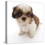 Shih Tzu Pup, 7 Weeks Old, Sitting Down-Jane Burton-Stretched Canvas