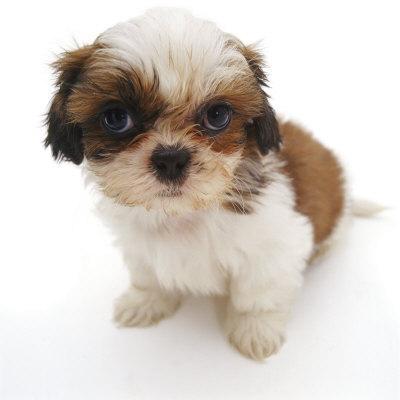 7 week old 2025 shih tzu