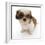 Shih Tzu Pup, 7 Weeks Old, Sitting Down-Jane Burton-Framed Photographic Print