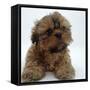 Shih Tzu Puppy, 7 Weeks Old, Lying Down with Head Up-Jane Burton-Framed Stretched Canvas